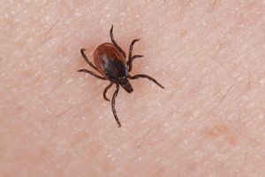 Les tiques et la maladie de Lyme : vers une épidémie ? 3 Vidéos.