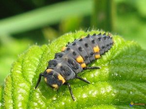 France. Caen offre des larves de coccinelles pour remplacer les pesticides.