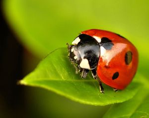 France. Caen offre des larves de coccinelles pour remplacer les pesticides.