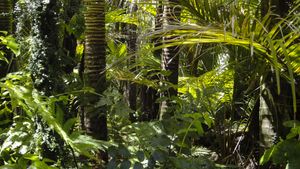 Europe. La Norvège devient le premier pays à interdire l’importation de produits issus de la forêt tropicale.Vidéos, 40 secondes.