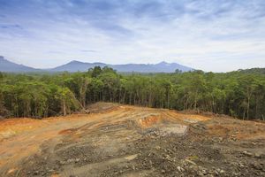 Europe. La Norvège devient le premier pays à interdire l’importation de produits issus de la forêt tropicale.Vidéos, 40 secondes.