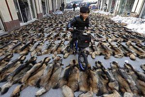 Chine, des chiens sont tabassés et tués dans l’industrie du cuir. Vidéo choc 2 minutes. Âme sensible s'abstenir.