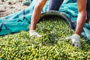 Europe. Italie : un décret interdit la vente de 85 produits contenant du glyphosate.