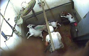 France. Pezenas : des milliers d'infractions graves dans les abattoirs. Vidéo 5 minutes 30. ÂMES SENSIBLE S'ABSTENIR