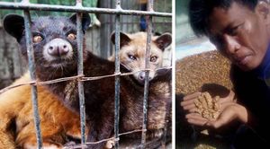 Le meilleur café au monde est Un produit de l’exploitation animale : le café. Photo plus vidéo.