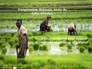 Participez à la création de la première coopérative Rizicole verte d'Afrique de l'Ouest