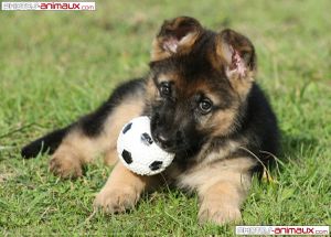 Les chiens