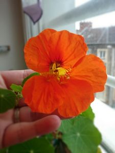 Comme une naissance imprévue