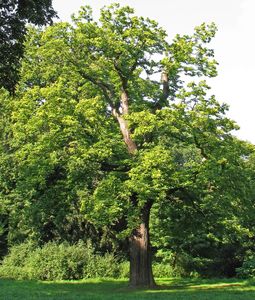 Sweet Chestnut