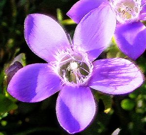 Gentian