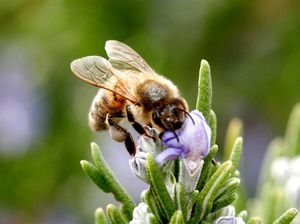Abeille butinant