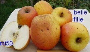 Pommes "Belle fille de la Manche"