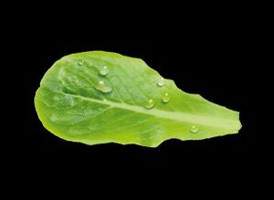 Gaspillage alimentaire