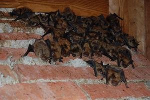 Eliminating Bats From Your Home - Bat Removal Tips
