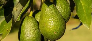 5 raisons de manger de l’avocat