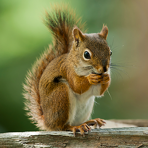 Squirrel