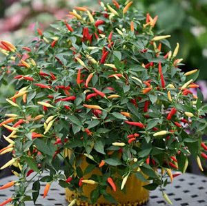 CARA MENANAM CABE RAWIT DARI BIJI