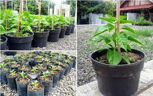 Cara Budidaya dan Menanam Cabe yang Baik dan Benar