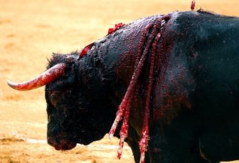 Corridas : torturer des bestioles pour faire marrer des blaireaux