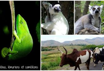 Zébus, lémuriens et caméléons de Madagascar