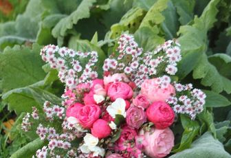 Dernières roses d'automne