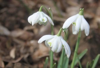 Perce Neige XXL