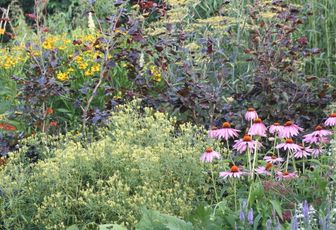 Le bon usage de la Salvia sclarea