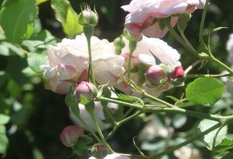 Le rosier 'Duchesse de Grammont'