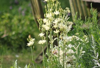 Le Camassia leichtlinii 'semiplena'