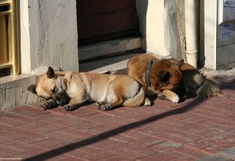 Les chiens de rue d'Istanbul