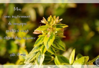 Chant des oiseaux