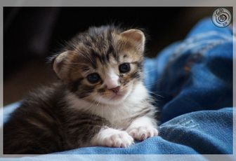 Wazabi le chaton #4