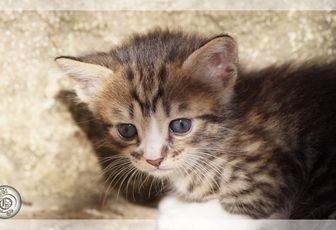 Wasabi le chaton #7