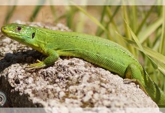 Lézard vert