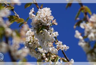 Printemps
