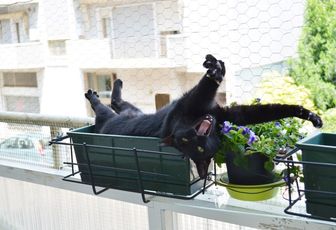 les commandements du chat