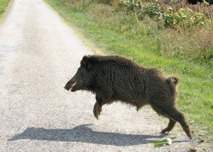 Chronique d'Artzamendi : Des loups et sangliers (indésirables ?) en Tunisie ?