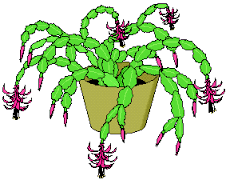 Christmas Cactus fini