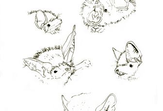 Faciès chauves souris