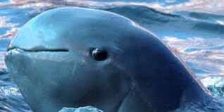 Le marsouin du Pacifique en extinction très prochaine