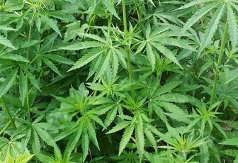 Ganja pour tous ?