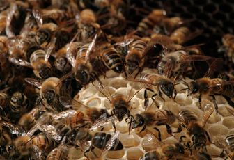 Démocratie et géopolitique chez les abeilles