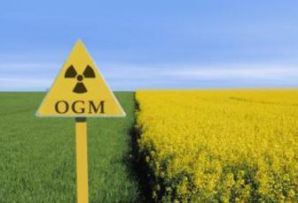 OGM : la recherche est minée par les conflits d’intérêts