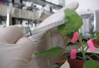 Agroinfiltration, une méthode complémentaire des NBT