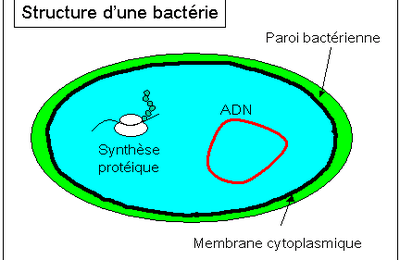 Amoxicilline Generique : Vitamine B12 Et Cancers Amoxicilline Generique : Vitamine B12 Et Cancers