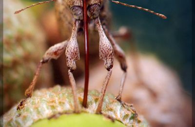 quel insecte mange la menthe