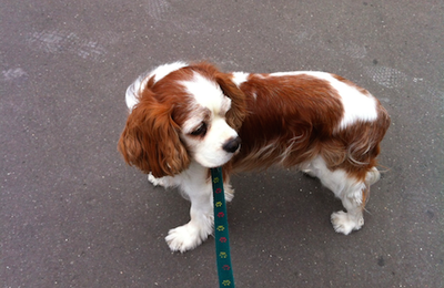 可愛いワンちゃんはイギリス生まれ Cavalier King Charles 楽しい年金生活