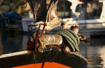 Détails de port de pêche