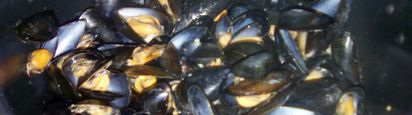 Jus Des Moules Marinieres Mes Meilleures Recettes Faciles