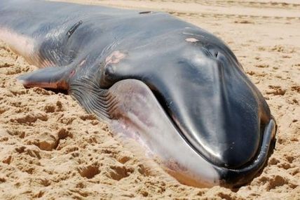 AuJapon : des biscuits pour chiens... à base de baleine